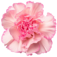 rosa canazione, illustrazione png