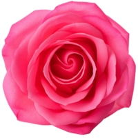 rosa rosa, illustrazione png
