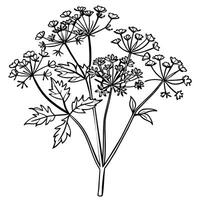 Queen Anne Lace flower outline illustration coloring book page design, Queen Anne Lace flower black and white line art drawing coloring book pages for children and adults vector