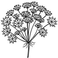 Queen Anne Lace flower outline illustration coloring book page design, Queen Anne Lace flower black and white line art drawing coloring book pages for children and adults vector