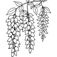 Wisteria Flower outline illustration coloring book page design, Wisteria Flower black and white line art drawing coloring book pages for children and adults vector