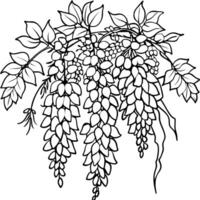 Wisteria Flower outline illustration coloring book page design, Wisteria Flower black and white line art drawing coloring book pages for children and adults vector