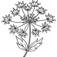 Queen Anne Lace flower outline illustration coloring book page design, Queen Anne Lace flower black and white line art drawing coloring book pages for children and adults vector