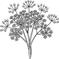 Queen Anne Lace flower outline illustration coloring book page design, Queen Anne Lace flower black and white line art drawing coloring book pages for children and adults vector