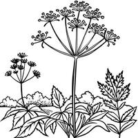 Queen Anne Lace flower outline illustration coloring book page design, Queen Anne Lace flower black and white line art drawing coloring book pages for children and adults vector