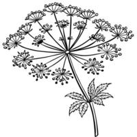Queen Anne Lace flower outline illustration coloring book page design, Queen Anne Lace flower black and white line art drawing coloring book pages for children and adults vector