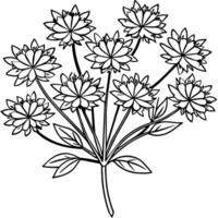 Queen Anne Lace flower outline illustration coloring book page design, Queen Anne Lace flower black and white line art drawing coloring book pages for children and adults vector