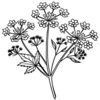 Queen Anne Lace flower outline illustration coloring book page design, Queen Anne Lace flower black and white line art drawing coloring book pages for children and adults vector