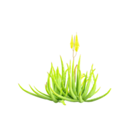 Aloe vera Tree for architecture visualization png