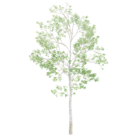 3D rendering of Birch tree in transparent canvas png