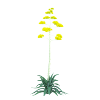 Agave americana plant isolated Canvas png