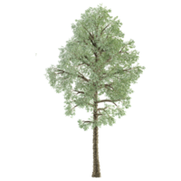 3d rendering of Birch tree png