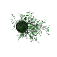 bambu växt på isolerat duk från topp se png