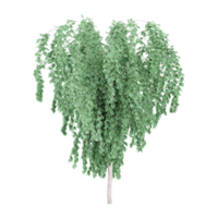 3d le rendu de hêtre plante png