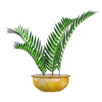 Set of Encephalartos plants in pots isolated on canvas png