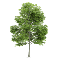 beech Tree for architecture visualization png