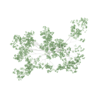 3d interpretazione di betulla albero nel trasparente tela a partire dal superiore Visualizza png