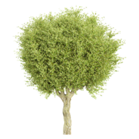 biancospino albero su isolato tela png