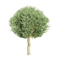 3D rendering of Hawthorn Tree in transparent canvas png