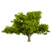 3D rendering of Oak Tree in transparent canvas png