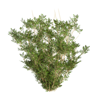 Myrtle tree isolated on transparent Canvas png