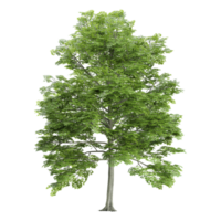 Beech tree isolated on transparent canvas png