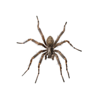 Delicate Spider on a Transparent Background png