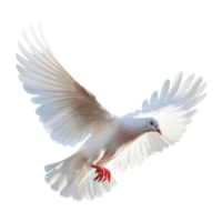 Majestic white pigeon soaring gracefully in serene skies, captured at the peak of flight png