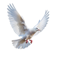 Majestic white pigeon soaring gracefully in serene skies, captured at the peak of flight png