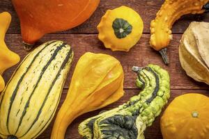 gourd and winter squash collection photo