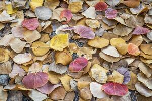 aspen leaves background photo