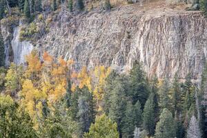 aspen, spruce and sandstone cliff photo