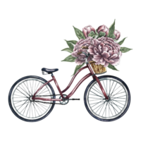 retro fiets met wijnoogst pioen bloemen. handgemaakt waterverf illustratie, isoleren. een symbool van een gezond levensstijl en romantiek. voor spandoeken, flyers, affiches. voor het drukken en stickers png