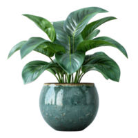 A pot with a spathiphyllum and sansevieria on a transparent background. png