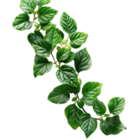 tropical leaves without background . png