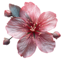 one flower isolated on transparent background, without background . png