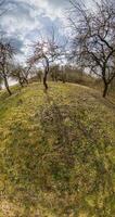 vertikal med rotation av landskap in i en mycket liten planet. krökning av Plats. äpple trädgård i mulen höst dag video