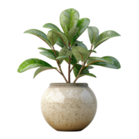 une pot avec une spathiphyllum et sansevieria sur une transparent Contexte. png