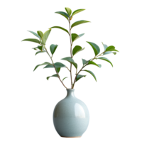 A pot with a spathiphyllum and sansevieria on a transparent background. png