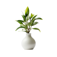 A pot with a spathiphyllum and sansevieria on a transparent background. png