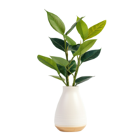 A pot with a spathiphyllum and sansevieria on a transparent background. png