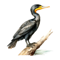 Cormorant, Bird Illustration. Watercolor Style. png