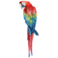 Scarlet Macaw, Bird Illustration. Watercolor Style. png