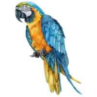 Blau und Gold Ara, Vogel Illustration. Aquarell Stil. png