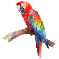 Scarlet Macaw, Bird Illustration. Watercolor Style. png