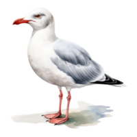 Seagull, Bird Illustration. Watercolor Style. png