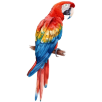 escarlata guacamayo, pájaro ilustración. acuarela estilo. png