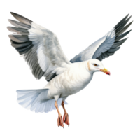 Seagull, Bird Illustration. Watercolor Style. png