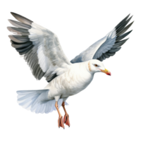 mouette, oiseau illustration. aquarelle style. png