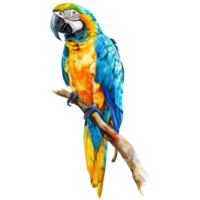 Blau und Gold Ara, Vogel Illustration. Aquarell Stil. png